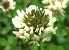 trifolium